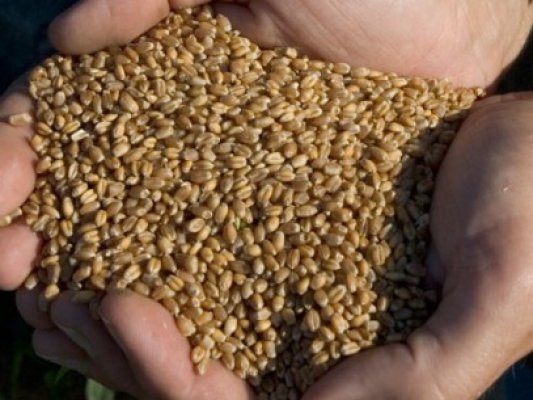 Trei tineri au furat jumătate de tonă de cereale dintr-o gospodărie din Oltina